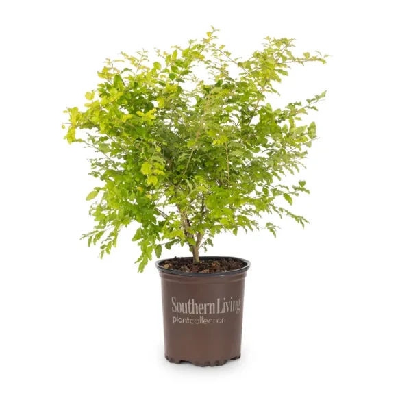 Lowe's Sunshine Ligustrum Foundation or Hedge Shrub in Pot - 2.5 qt