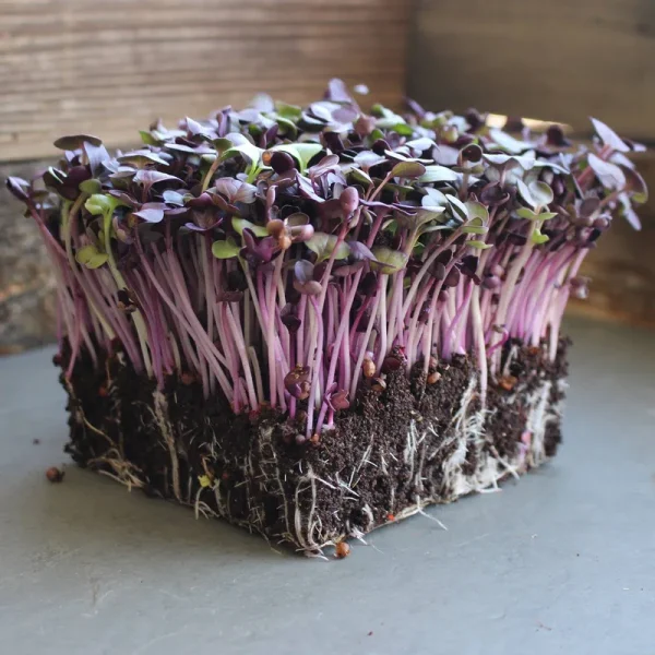 Rambo Purple Sprouting Radish Garden Seeds - 4 G Packet ~300 Seeds - Non-GMO, Sprouting, Vegetable Gardening & Microgreens - Raphanus sativus
