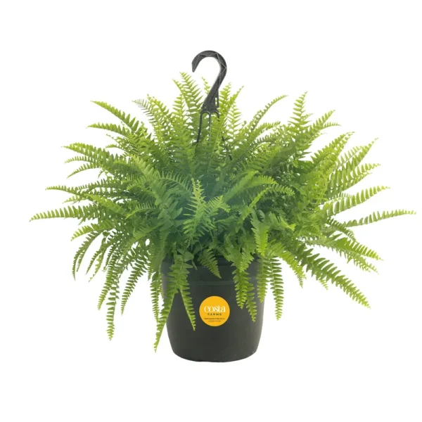 Costa Farms Live Indoor 20in. Tall Boston Fern Plant in 10in. Hanging Basket