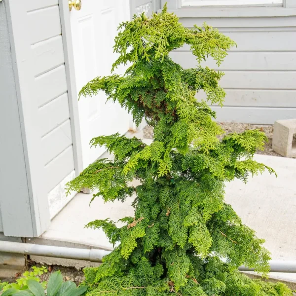 Hinoki Gold Fernspray Cypress Evergreen Shrub, Grown in A 2.25 Gallon Pot (1-Pack)