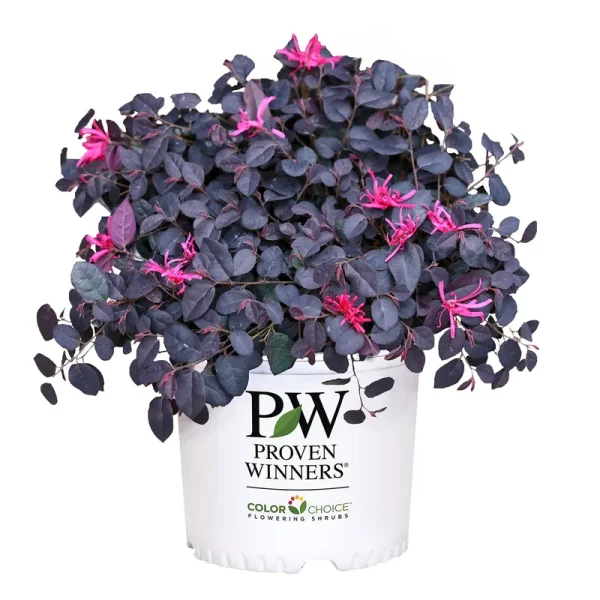 Proven Winners 2 gal. Loropetalum Jazz Hands Mini Shrub