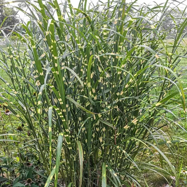 Breck's Zebra Miscanthus Grass Dormant Starter Plant in Bareroot | 68030