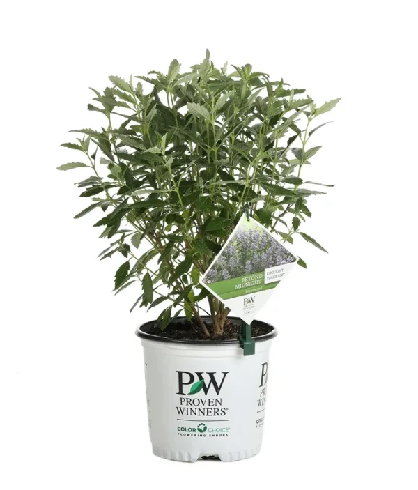 Proven Winners 1 gal. Beyond Midnight Bluebeard (Caryopteris) Live Shrub, Blue Flowers and Glossy Green Foliage