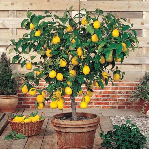 Dwarf Meyer Lemon Tree - 6 in. Potted Plant | Zone 2-10