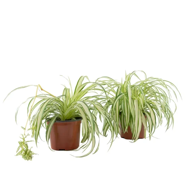 National Plant Network Live Spider Plant, 6" Pot, 2 Piece
