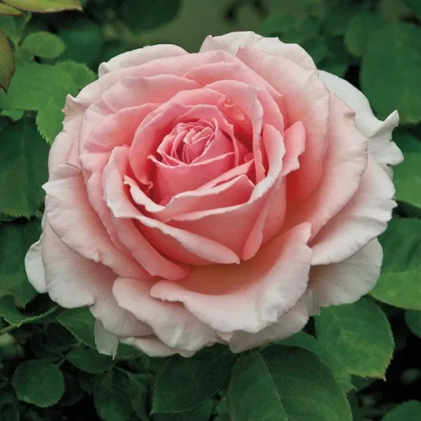 Pearly Gates Dormant Bare Root Climbing Rose, 1-Pack, Pink