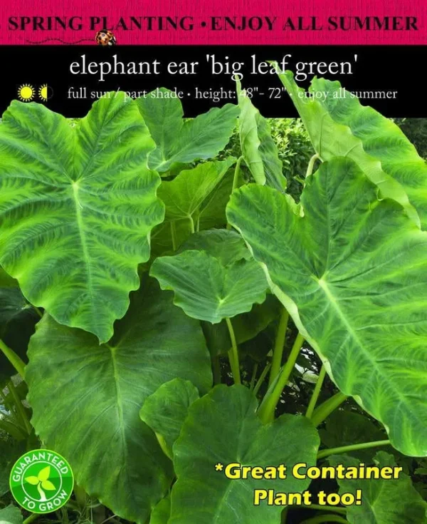 Euroblooms Elephant Ear Colocasia Esculenta Full Sun Annual Bulb - Green - 5 Pack