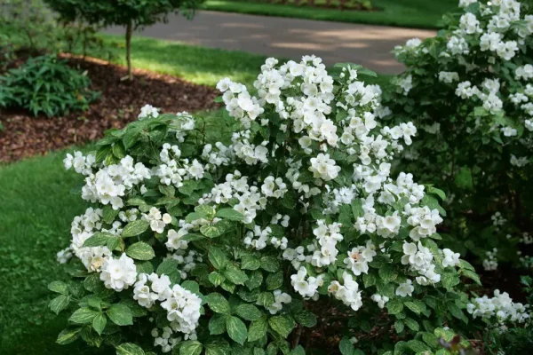 Proven Winners White Illuminati Sparks Mock Orange (Philadelphus) Flowering Shrub in 1-Quart Pot | PHIPRC0017800
