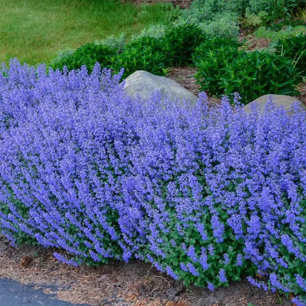 Spring Hill Nurseries 1-Pack in Bareroot Purrsian Blue Catmint | 62497