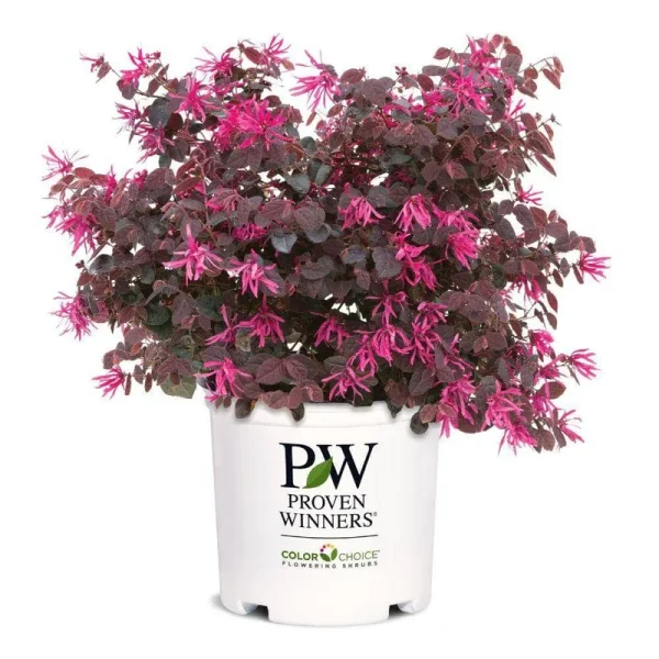 2 Gallon Proven Winners Loropetalum Jazz Hands Pink Shrub, Cool Purple Foliage