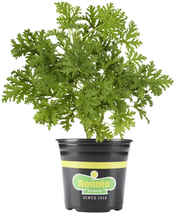 Bonnie Plants 2.32 Qt. Citronella