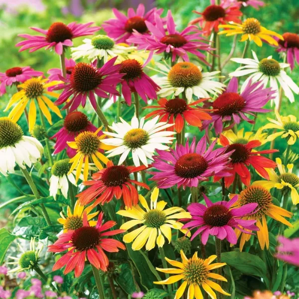 Van Zyverden Echinacea Butterfly Mix Dormant Plant Root Full Sun Multi-Color, 738010