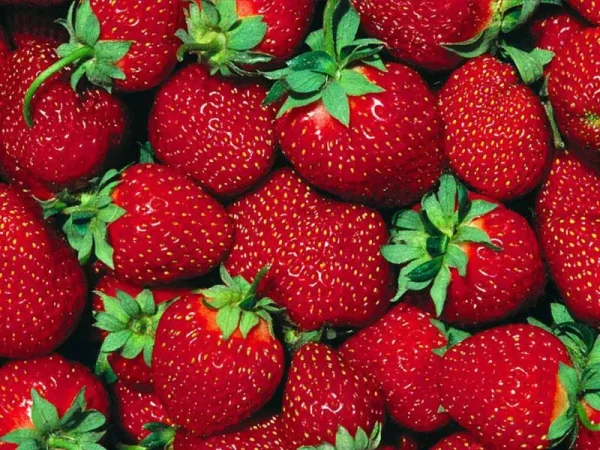 Hirt's Gardens Fort Laramie Everbearing Strawberry 50 Bare Root Plants - Hardiest Everbearer