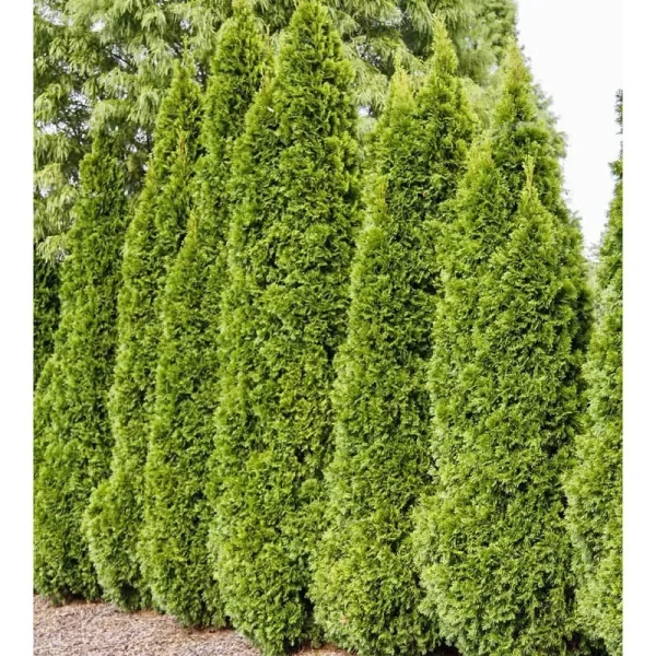 Emerald Green Upright Arborvitae Potted Evergreen Shrub (5-Pack)