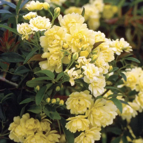 Yellow Lady Banks Climbing Rose (ships Now) #3 Container - Plant Addicts