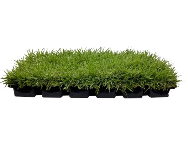 Florida Foliage Zoysia Sod Plugs - Large 3" x 3" Plugs - 18 Count Tray - Drought