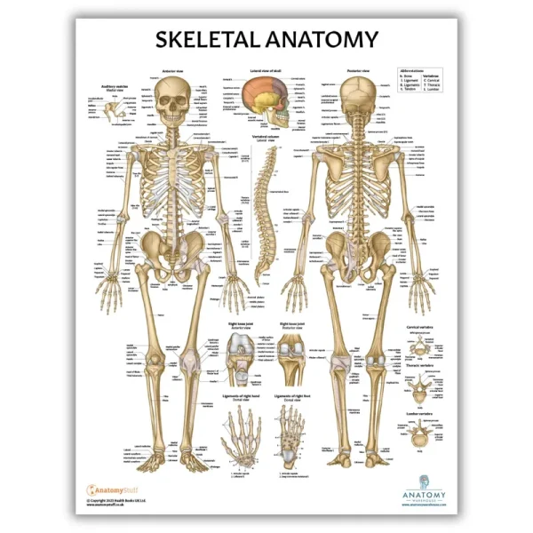 Anatomy Lab Skeletal System Laminated Poster