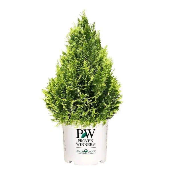 Proven Winners Cypress Pinpoint Gold Shrub 2 gal.