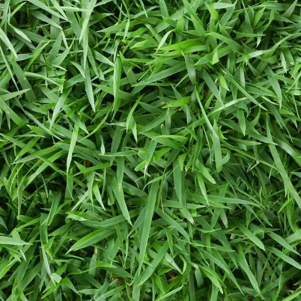 Harmony 500 sq. ft. Zoysia Sod (1-Pallet)