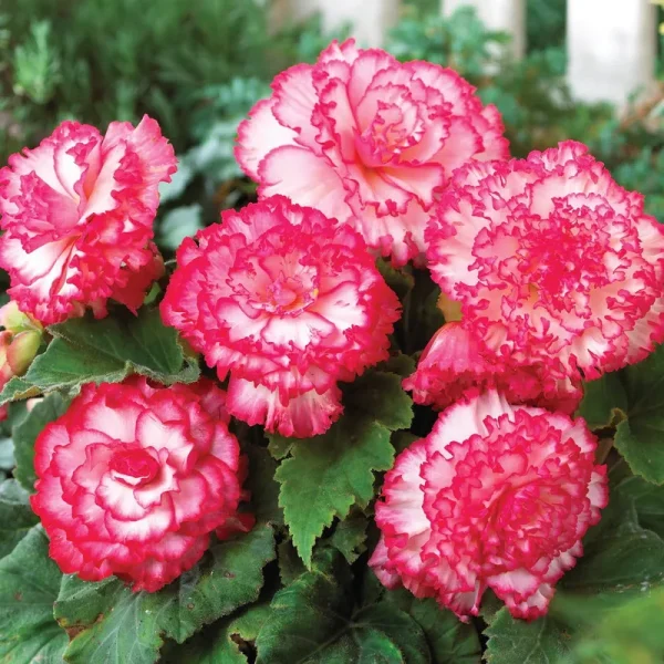 Van Zyverden Begonia Picotee Pink & White Flower Bulb Multi-Color Full Shade, 736180