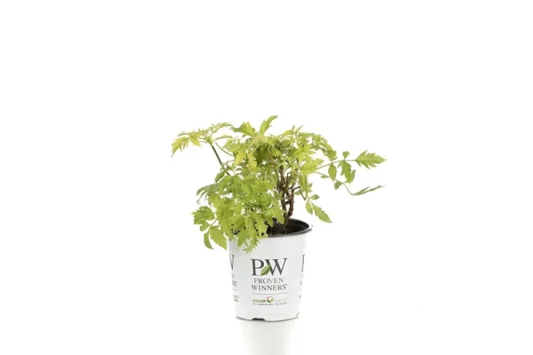 Proven Winners Lemony Lace Elderberry Sambucus Live Shrub, Size: 4.5 in. Quart, Yellow