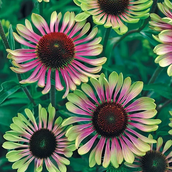 Green Twister Coneflower (Echinacea), Dormant Bare Root Starter Perennial Plants (3-Pack)