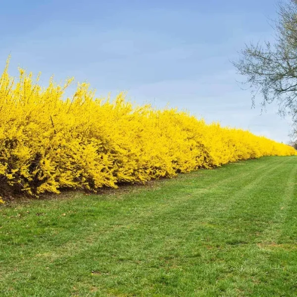 2 gal. Lynwood Gold Forsythia Shrub