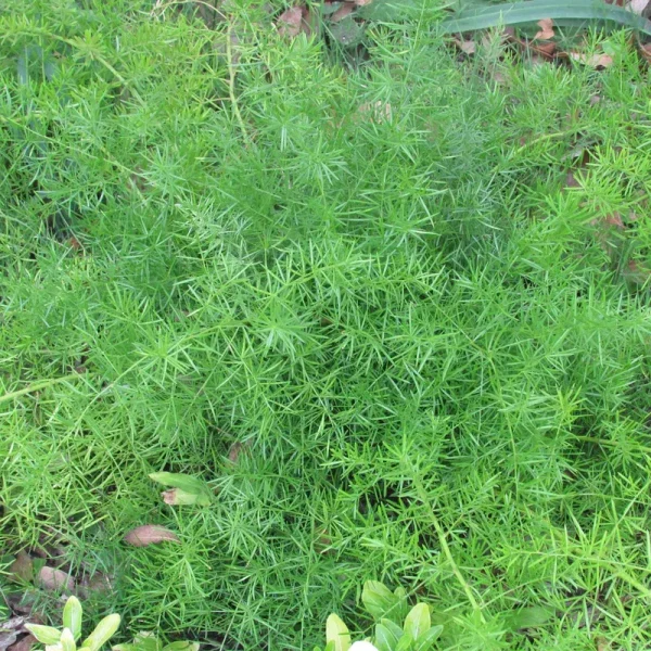 Asparagus Fern Seeds - A. Sprengeri - 100 Seeds - Mountain Valley Seeds - House Plant, Foliage