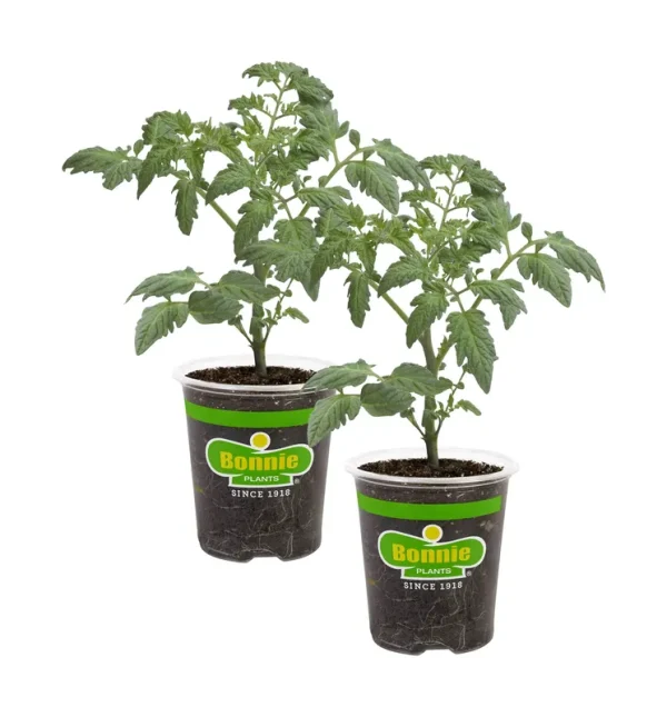 Bonnie Plants Cherokee Purple Tomato 19.3 oz. 2-Pack