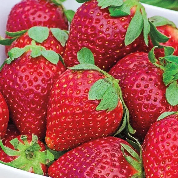 Fort Laramie Strawberry Dormant Bare Roots (25-Pack)