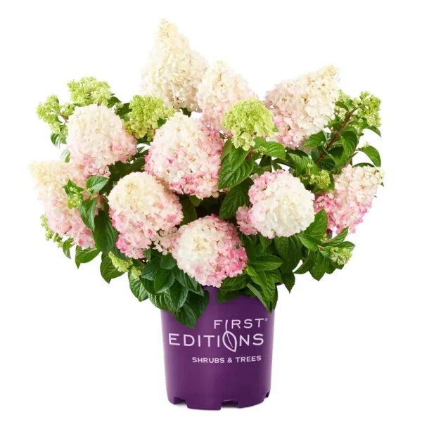 First Editions 3 gal. Vanilla Strawberry Hydrangea Shrub