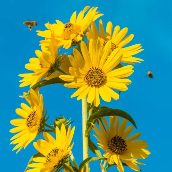 Gardens Alive! Yellow Maximillian Sunflower (Helianthus) Perennial Plant in 1-Pack Bareroot | 64039