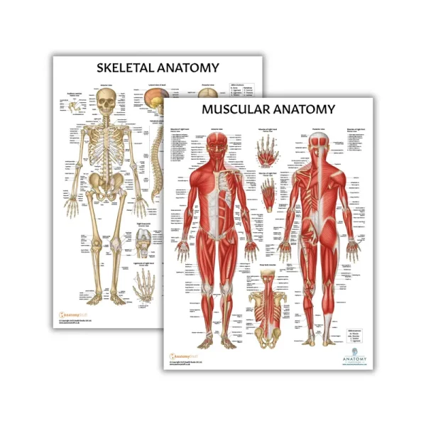 Anatomy Lab 2 Pack Muscular and Skeletal Anatomy Poster Set, Laminated, Anatomy and Physiology Poster, 17.3 x 22.5 Inches, Muscles Diagram, Human