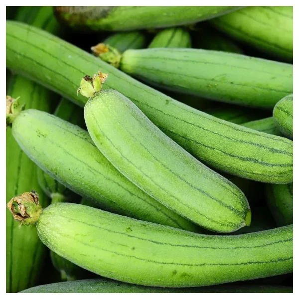Everwilde Farms - 1 oz Luffa Sponge Gourd Seeds - Gold Vault