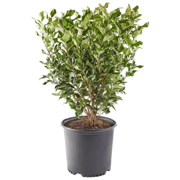 Ligustrum Recurvifolium Privet Live Shrub, Size: 2.25 Gallon