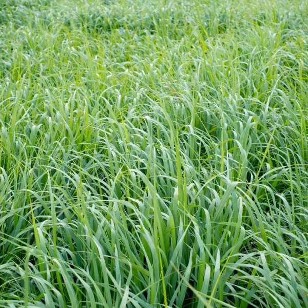 Outsidepride Switchgrass Native Grass Seed - 1 lb