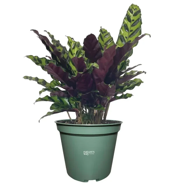 Nature's Way Farms Calathea Rattlesnake Live Plant (8-15 Inches Tall) in Growers Pot, Purple