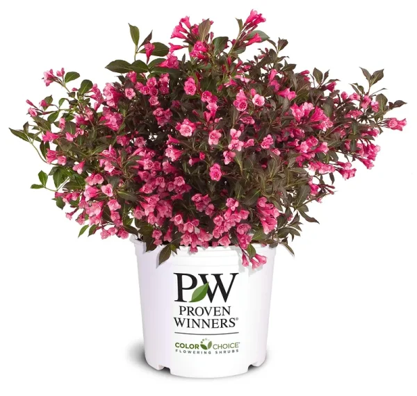 Proven Winners 2 gal. Wine and Roses Weigela Shrub with Rosy-Pink Flowers and Dark Glossy Foliage