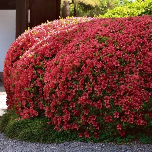 National Plant Network 2.25 gal. Girard Crimson Azalea Plant with Red Blooms