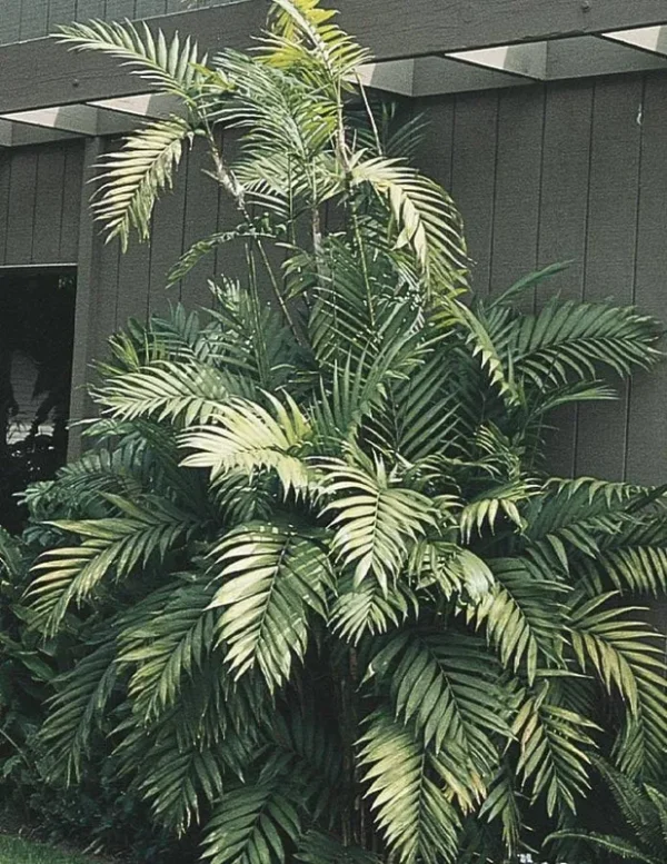 Lowe's Cat Palm in 1.75-Gallon (S) Pot | Nursery