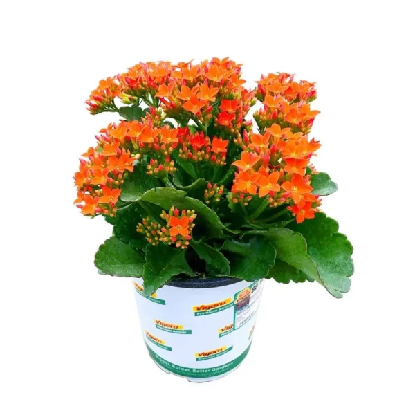 1 Qt. Kalanchoe Petero Orange Live Annual Plant (1-Pack)