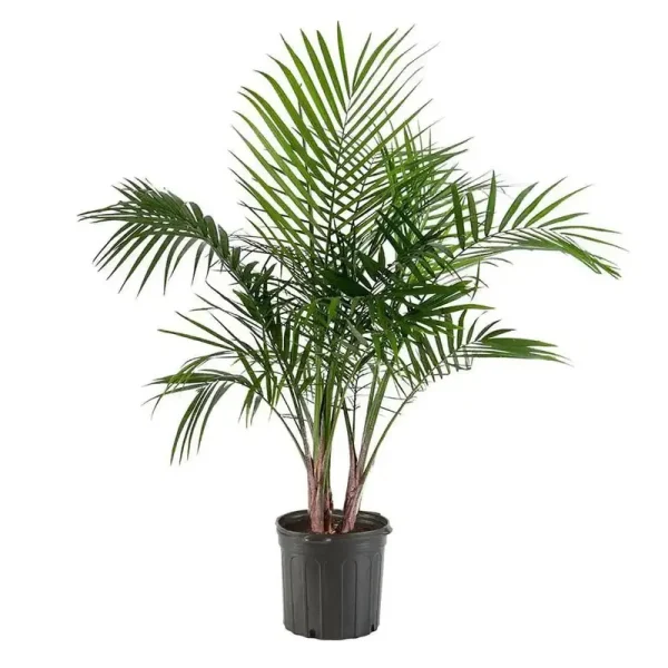10 in. Palm Majesty Plant