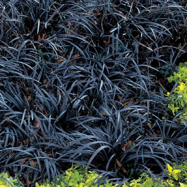 1 gal. Black Mondo Grass - Striking Dark Color Contrasts Beautifully A