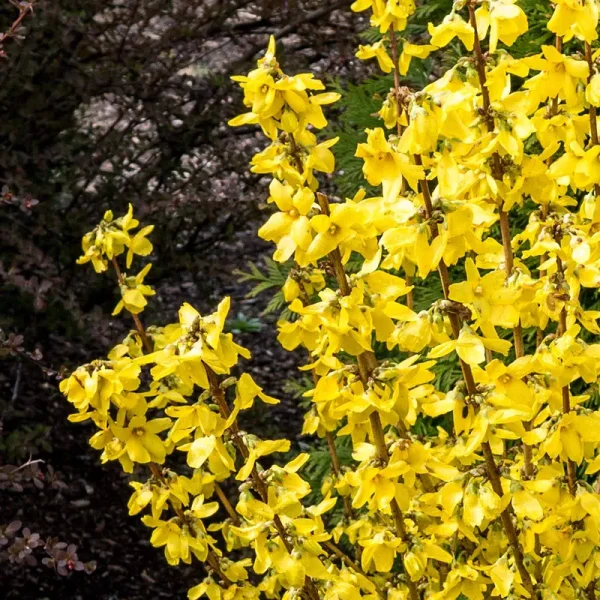 Van Zyverden Forsythia Magical Gold 4" Potted Rocketliners