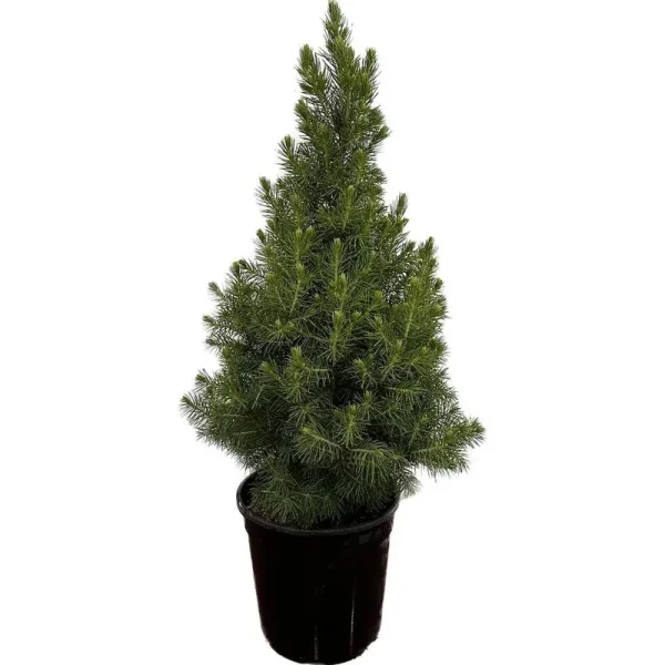 2.5 Qt. Dwarf Alberta Spruce Live Evergreen Tree