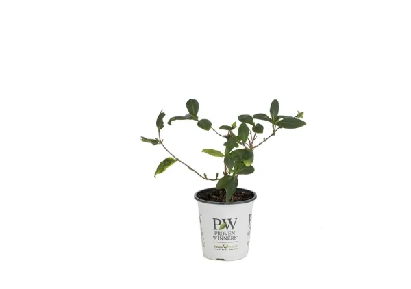Proven Winners Scentsation Honeysuckle (Lonicera) Live Shrub, Yellow Flowers and Red Berries, 4.5 in. Quart