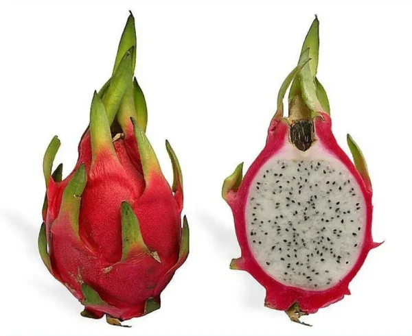 20 White Dragon Fruit (Pitaya / Pitahaya / Strawberry pear) Hylocereus Undatus Cactus Seeds