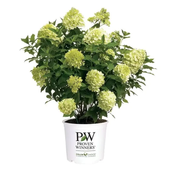 Proven Winners 5 gal. Perennial Limelight Prime Hydrangea Shrub