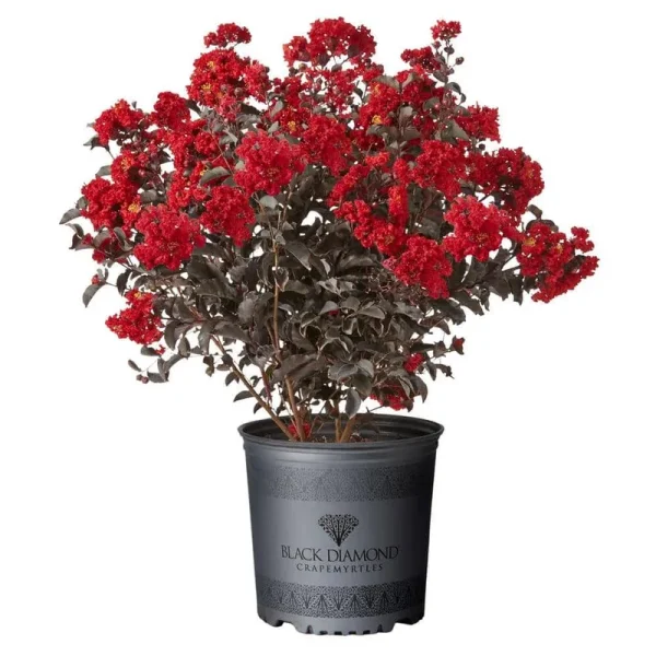 2 gal. Best Red Deciduous Ornamental Crape Myrtle Tree