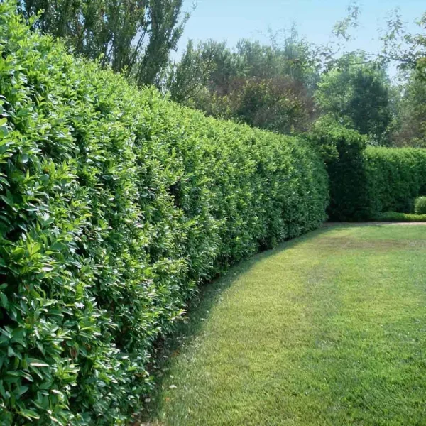 3 Gallon - Waxleaf Privet Hedge - Versatile Evergreen Waxleaf Is Shaped to Your Needs, Outdoor Plant